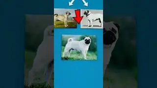 How We Ruined Pugs