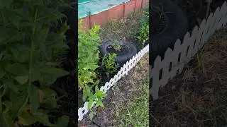 Лайфхак для клумбы 💁🏼‍♀️