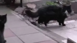 ✰Very Amazing Intresting Cat Fight Compilation✰