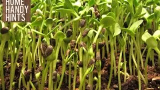 How to make your seeds grow faster