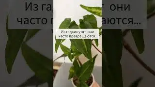 #сингониум