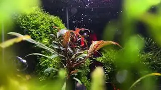 Bucephalandra Bitkisi