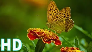 Butterflies and Flower | royalty free |stock footage |no copyright|