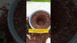 Provides perfect nutrition for the soil  #garden #agriculture #plants