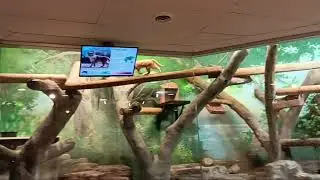 Sand cats playing at night Potawatomi Zoo Luminate South Bend IN 5/26