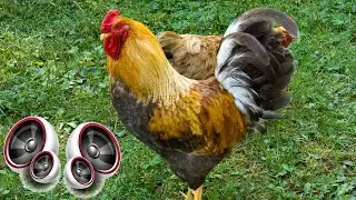 Rooster - Sound Effect High Definition Free | Copyright free Music Sound effects for YouTube video