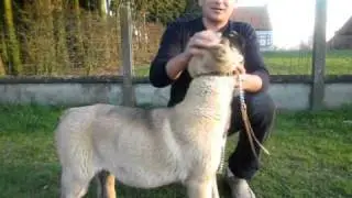 BELCIKALI ARAZ