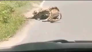 If you ever get a chance to save a wild animal, don't miss it