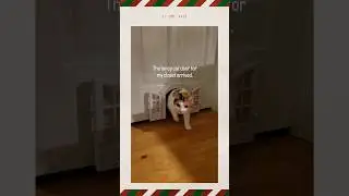 Fancy Cat Door #cat #catvideos #catlover #amazonfinds