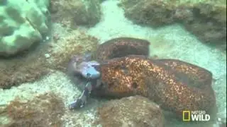 Night Stalker Eels Have An Alien Jaw