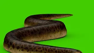 Anaconda 3d 2024 Green Screen Free Noncopyrighted Chroma Key