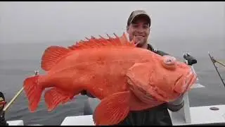 Алеутский морской окунь