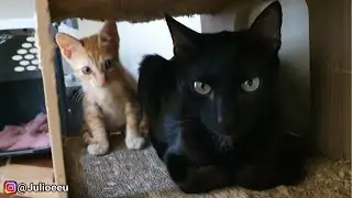 Mais um FINAL FELIZ para um resgatado 😄 | Júlio e Eu 😼🧔🏻