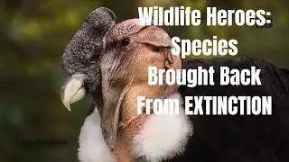 Wildlife Heroes Species Brought Back From EXTINCTION