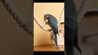 Попугай и шприц