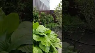 Ландшафтный дизайн Воронеж 