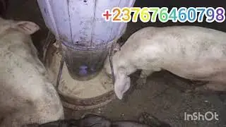 stratégie de nutrition des porcs