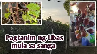 Pagtanim ng Ubas mula sa sanga