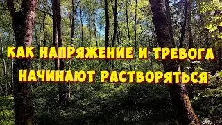 Пусть пение птиц наполняет твою душу радостью и покоем