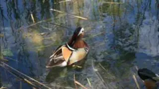 Romanza - Bacarisse.wmv