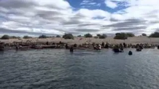 Sea lion colony I