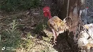 I separated this rooster from the group because it always fights with other males