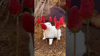 POR QUE Sentimos VONTADE De MORDER Coisas FOFAS? (Créditos: dyeoycum4w5d no App Douyin) #fofura