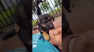 New pup