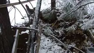 First snow of 2014 chickens