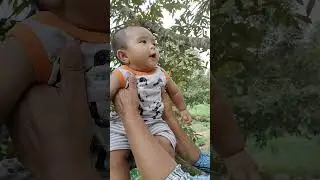 Main di pohon durian