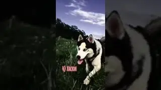 Dogs🌃🖤