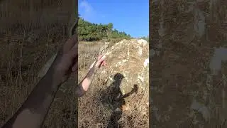 Израиль.Мой друг лис.