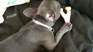 Playing bone
