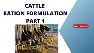 Dairy cattle ration formulation -  part 1