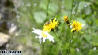 Tony's Photography - natura