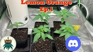 Lemon Orange Ep.1