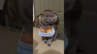 Cool cat 🐱