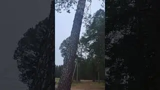 Спилили сосну😱