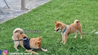 Shiba Inu Puppies react to the 1st time seeing grass!