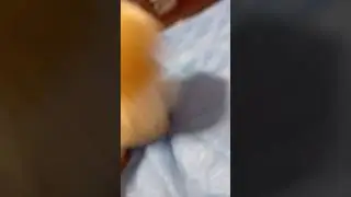 глупий шпиц (не правда) 