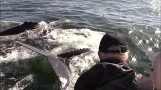 10.29.24 Humpback Whales