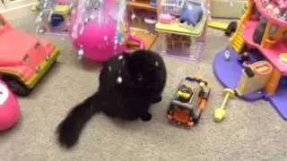 Cats getting crushed