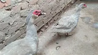 Дожди и МУСКУСНЫЕ УТКИ