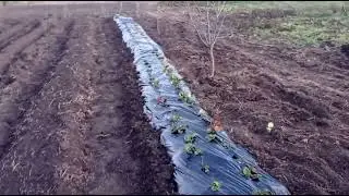 Саджаєм полуницю під плівку