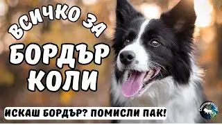 Всичко за БОРДЪР КОЛИ #bordercollie