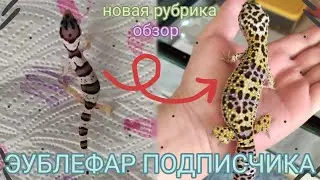 Обзор ЭУБЛЕФАРА ПОДПИСЧИКА / Новая рубрика