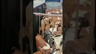 Бычки едут к покупателю