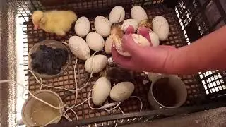 Інкубатор