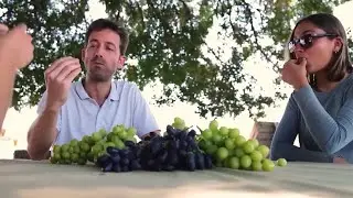 Dr. Noam Reshef - Making grapes taste like Mango or Lychee - Fokus Jerusalem 439 (German language)