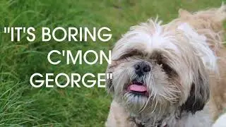 Going For Walkies In Brockwell Park